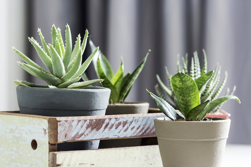 houseplants to help with managing humidity